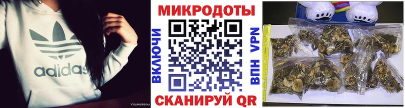 Псилоцибиновые грибы Psilocybe  наркошоп  Балабаново 